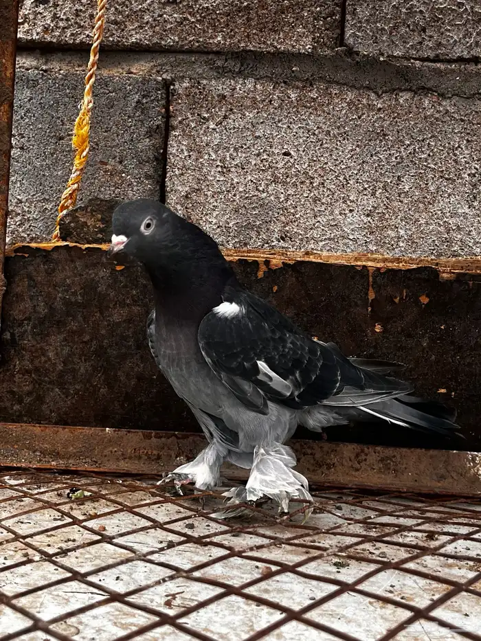 جوز تركي شنكيلي 7