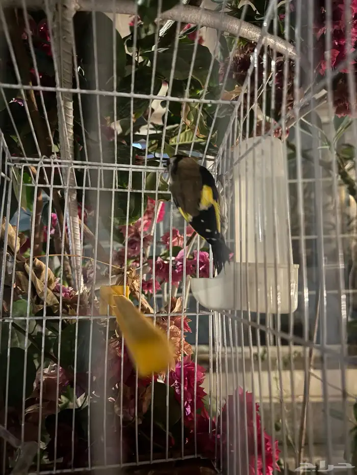 حسون مغرد وبلابل كشميري مغرد وبلابل عايديه تغرد وجوز بادجي 12