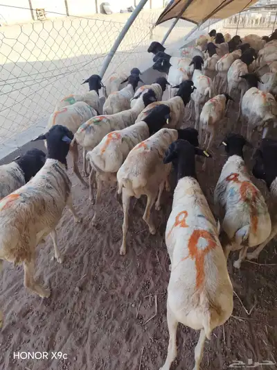 برابر صومالية جملة وتفريد بأسعار طيبة index