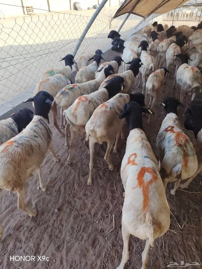 برابر صومالية جملة وتفريد بأسعار طيبة 1