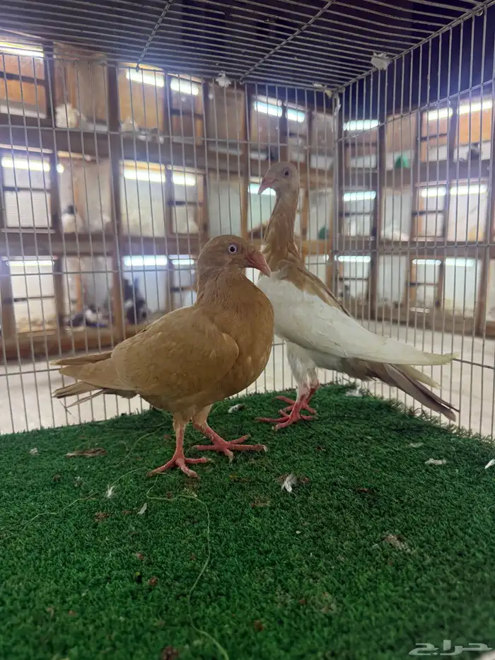 حمام زينه 12