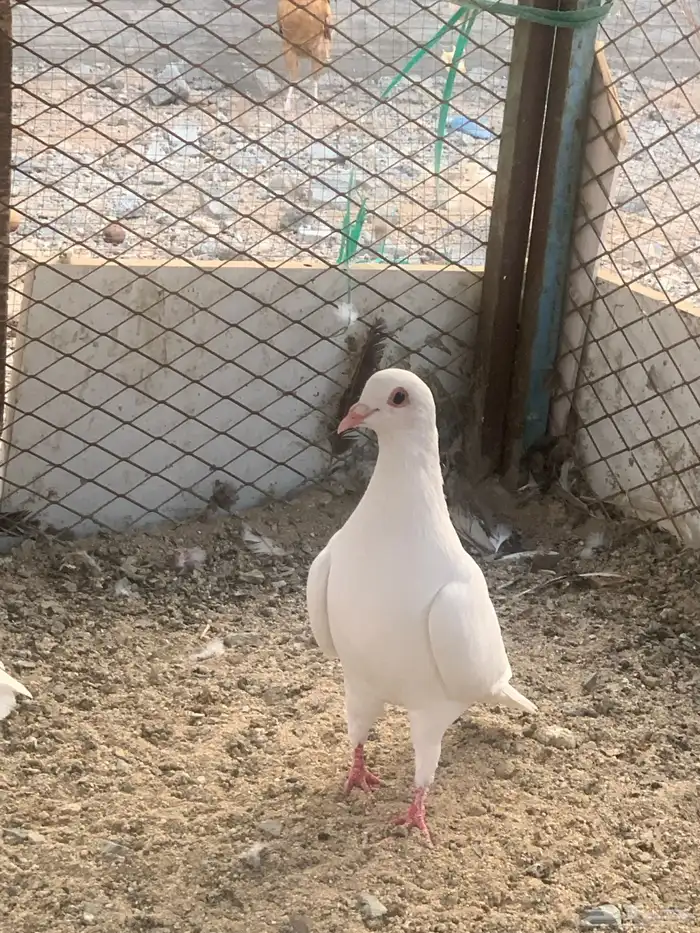 للبيع الزوج ب70 4