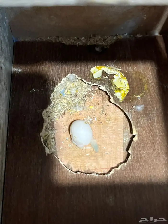 جوز بادجي تحته بيض 3