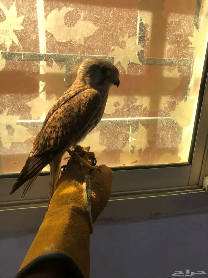 شبوط للبيع 0