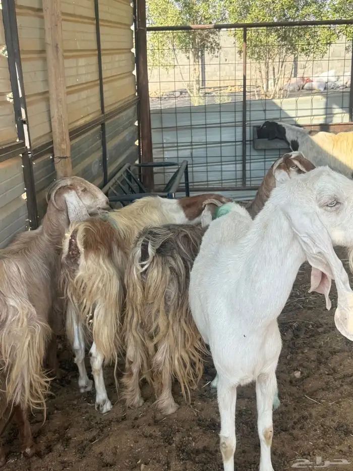 الخرج معزاء للبيع 0