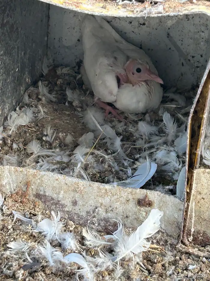 حمام فرنسي سوبر 1