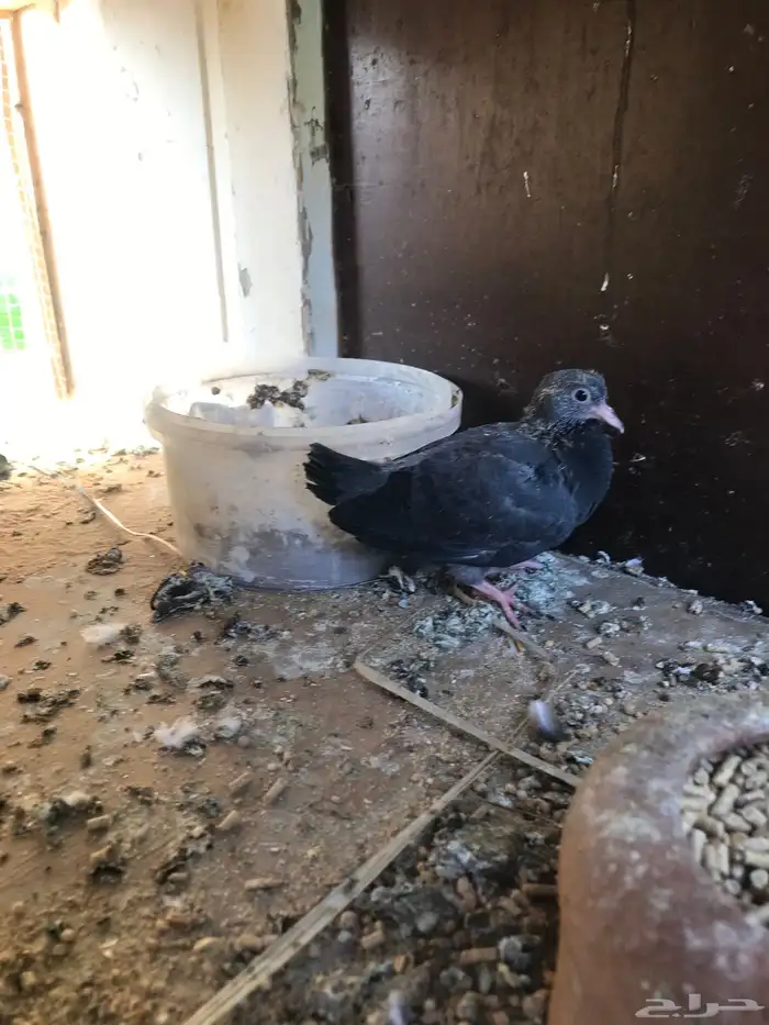 صنعاني اصيل شيبه وصوت ناعم وحجم صغير 34