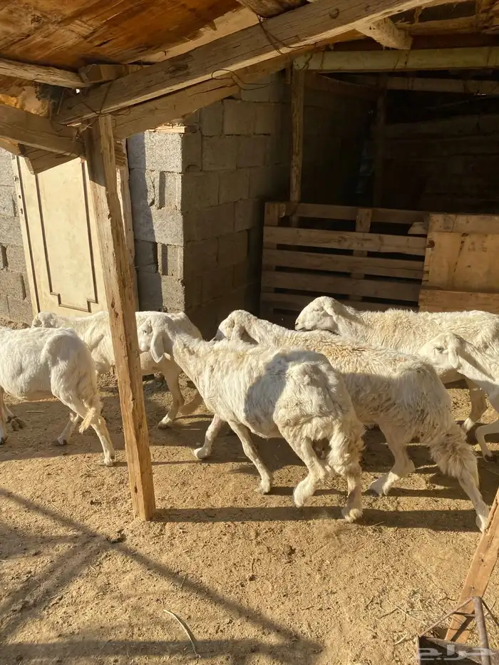 4 عروض حلال مشروطة وطيبة 28