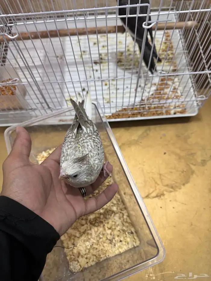 طيور الكروان 4