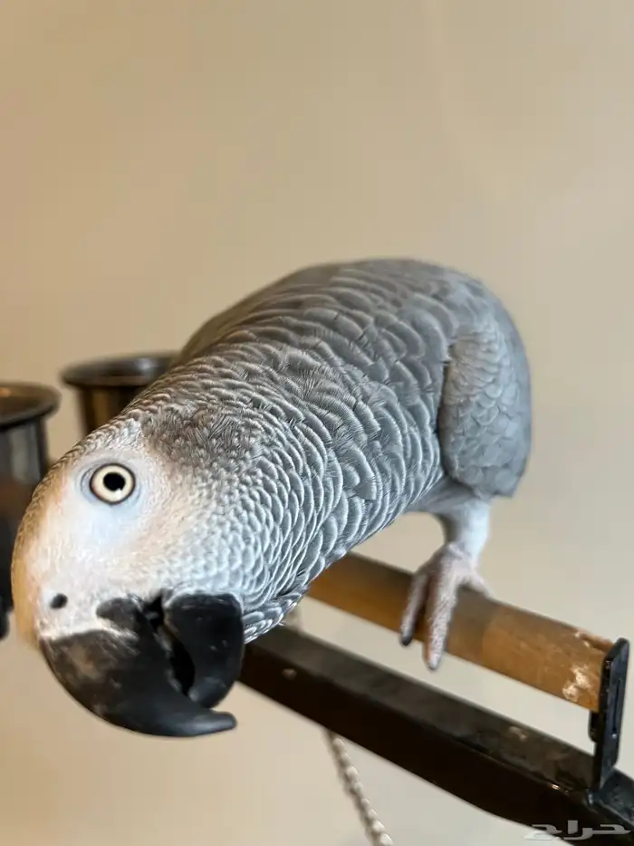 كاسكو أنثى 0