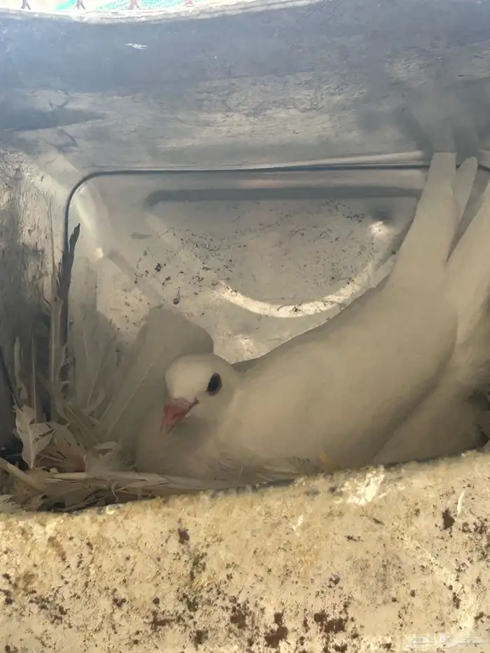 حمام فرنسي سوبر 8