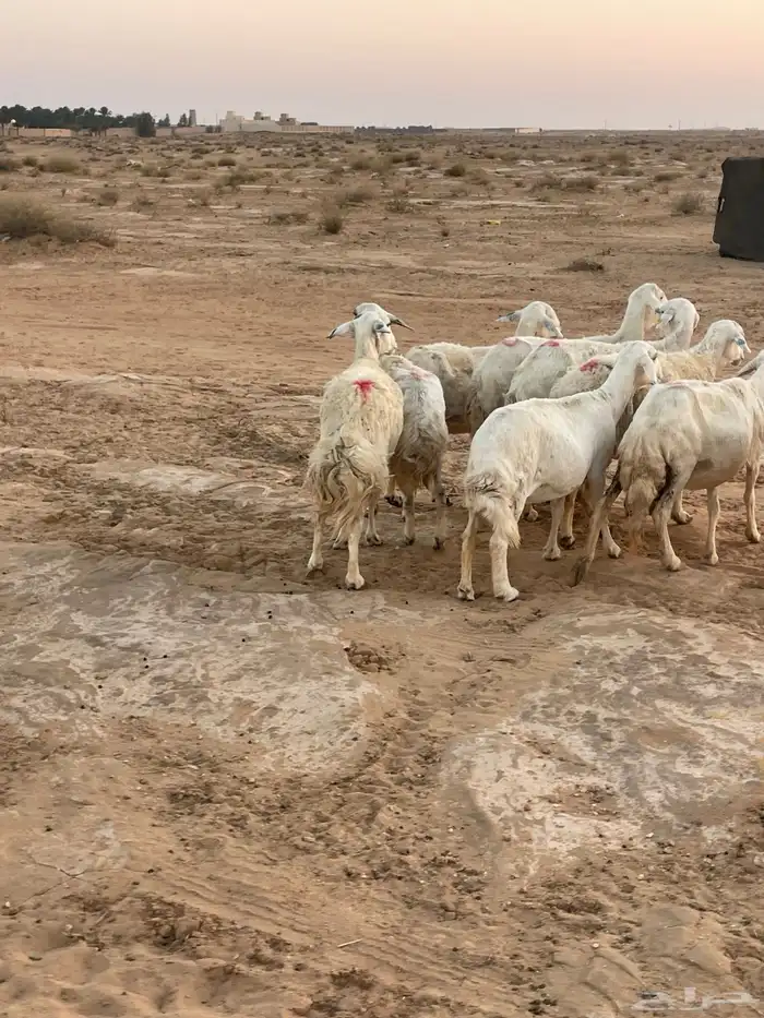 غنم حريات دفيع 4