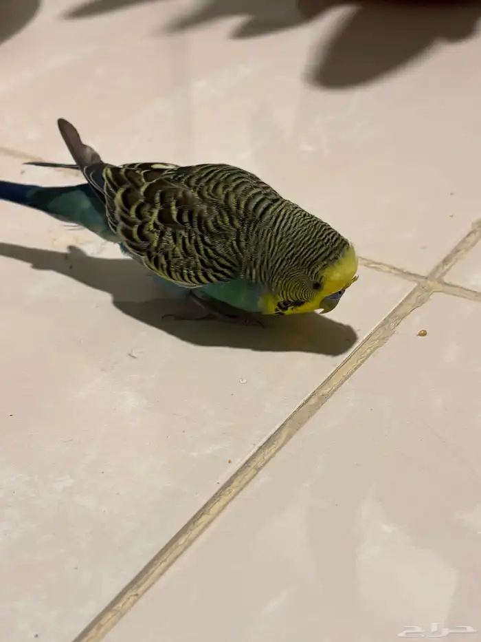 ذكر بادجي للبيع 3