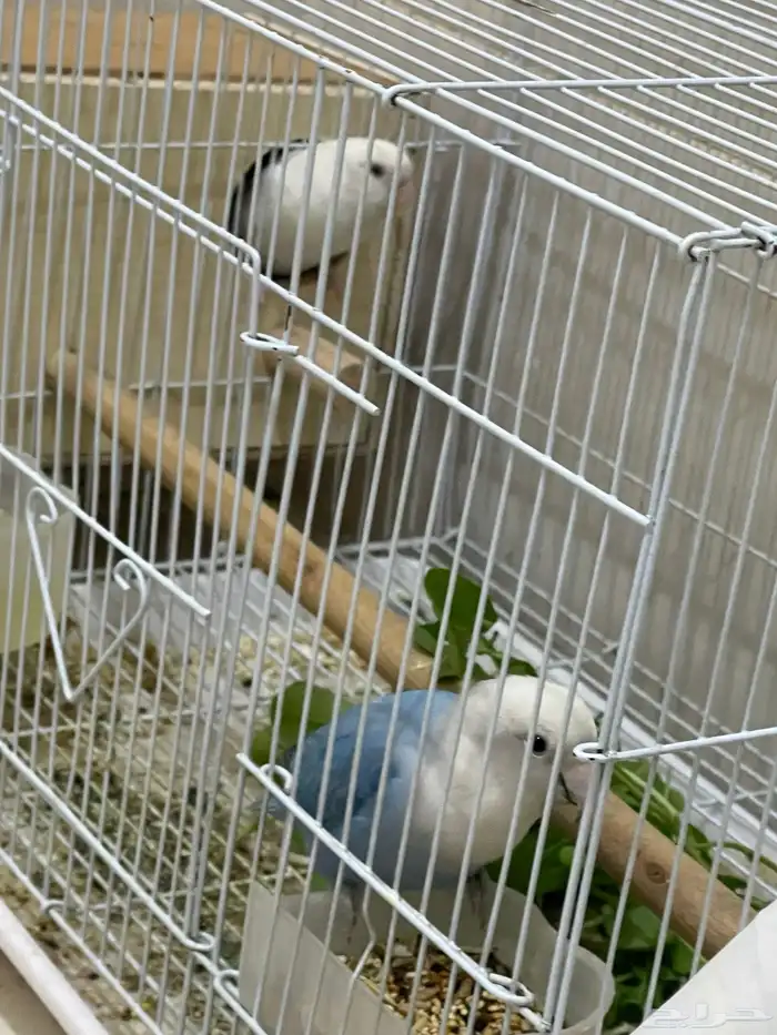 محميه للبيع 5 جواز كلها منتجه. 0