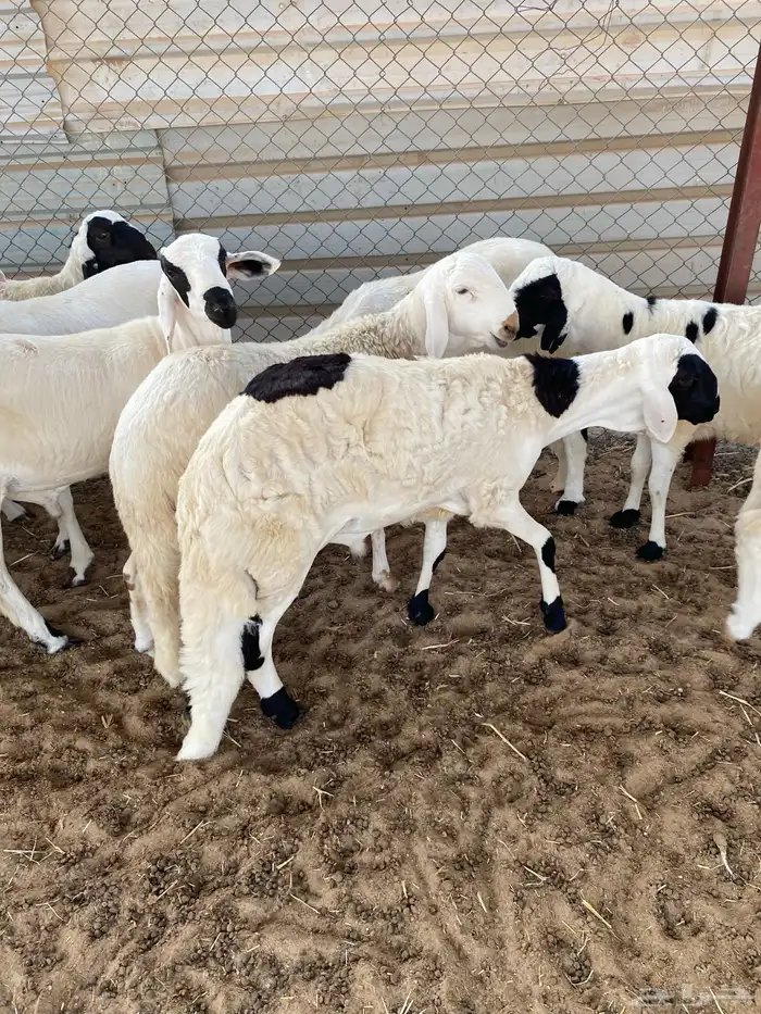 سواكن مرابي خمس شهور على وذره صفرا فاخر 2