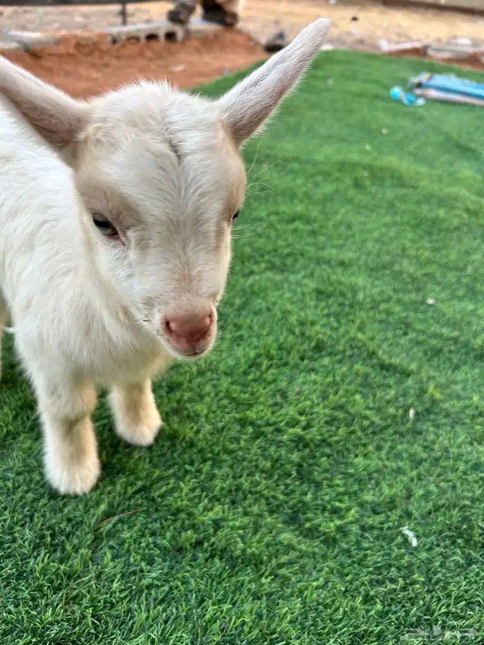 تيس قزمي للبيع 2