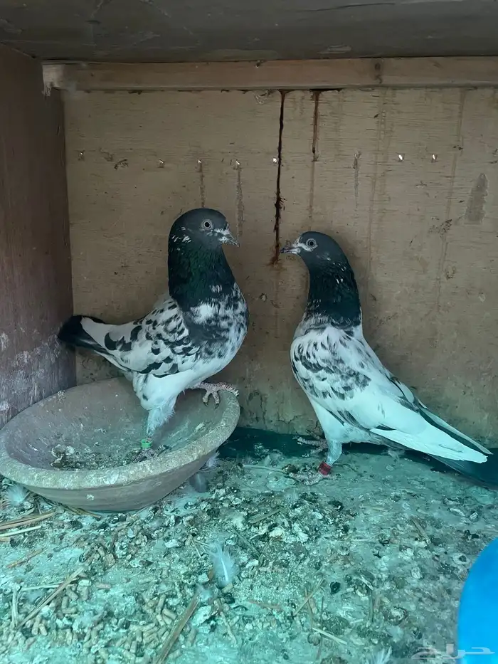 حمام بكستاني تيدي 1