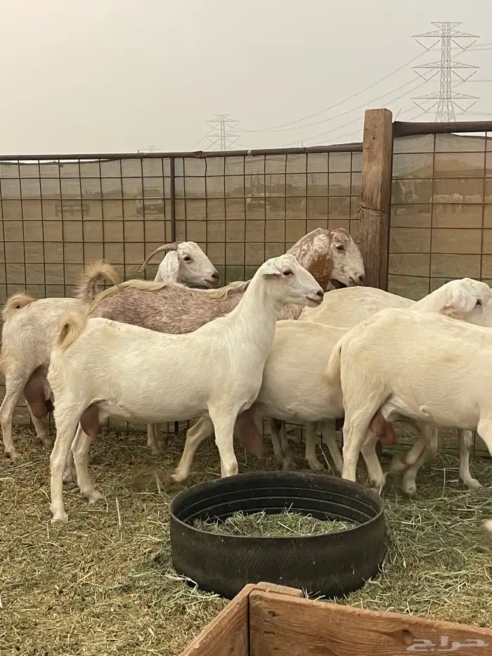 معزا مهجنات دفيع ع ولاده جم حروم عاليه فاخر 12