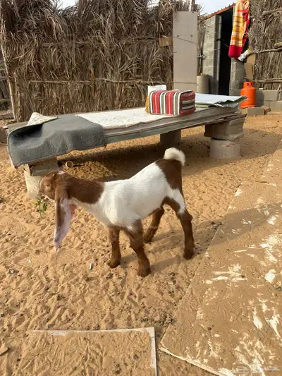 داغور جفره العمر شهر صحه شرط index