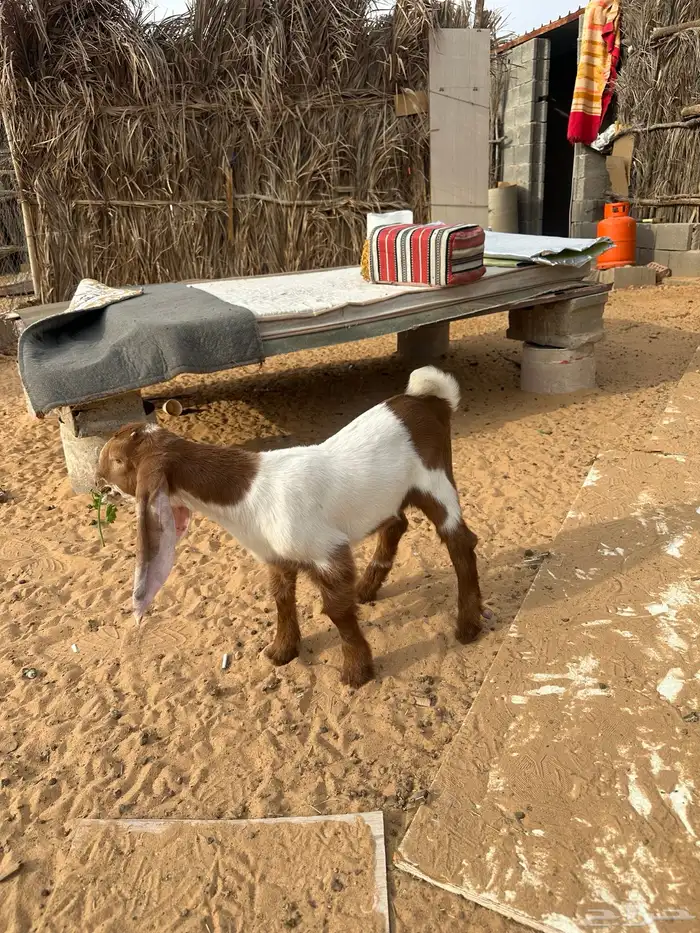 داغور جفره العمر شهر صحه شرط 2