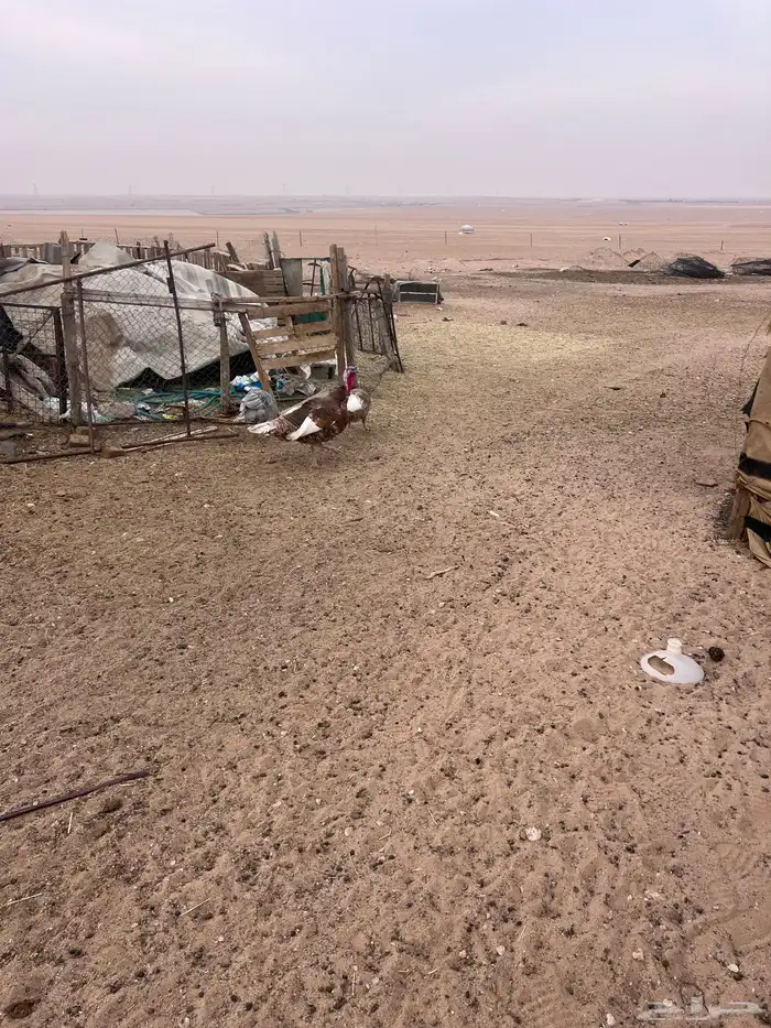 للبيع دجاج وديك رومي 4