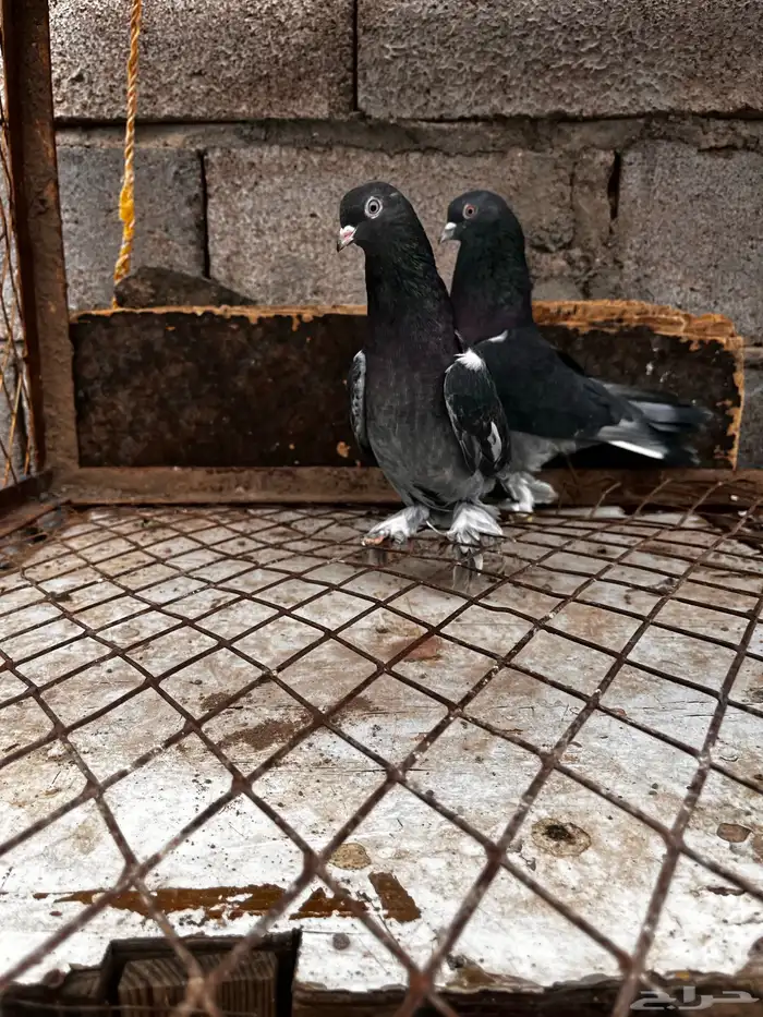 اتراك للبيع 2