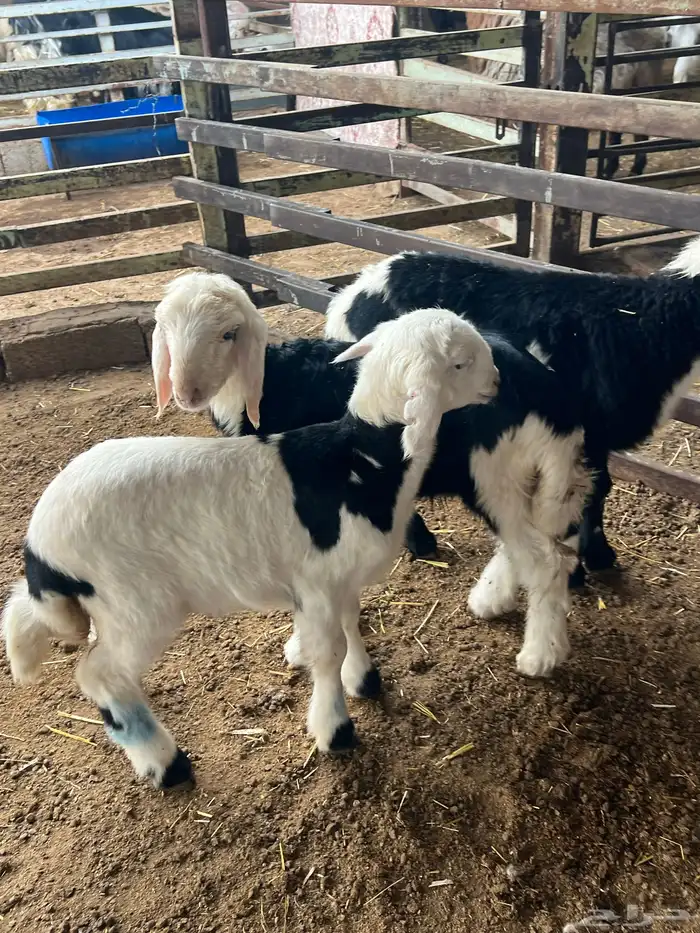 دواغير نجد طيبه 3