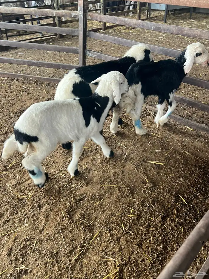 دواغير نجد طيبه 10