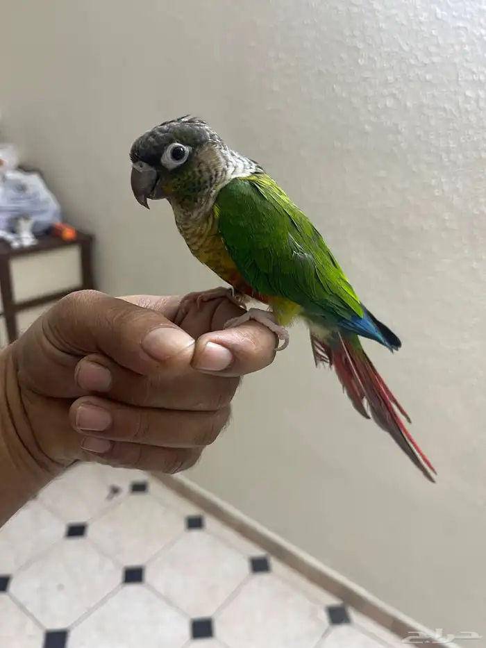 كنيور أنثى اليف هدد داخلي 1