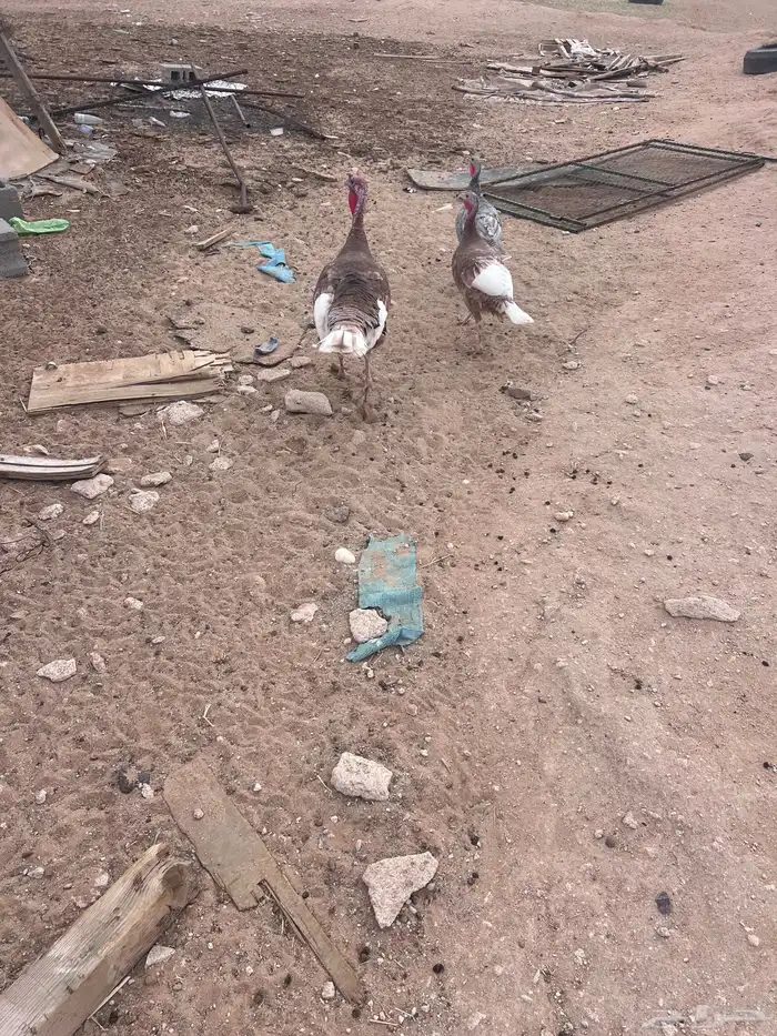 للبيع دجاج وديك رومي 2