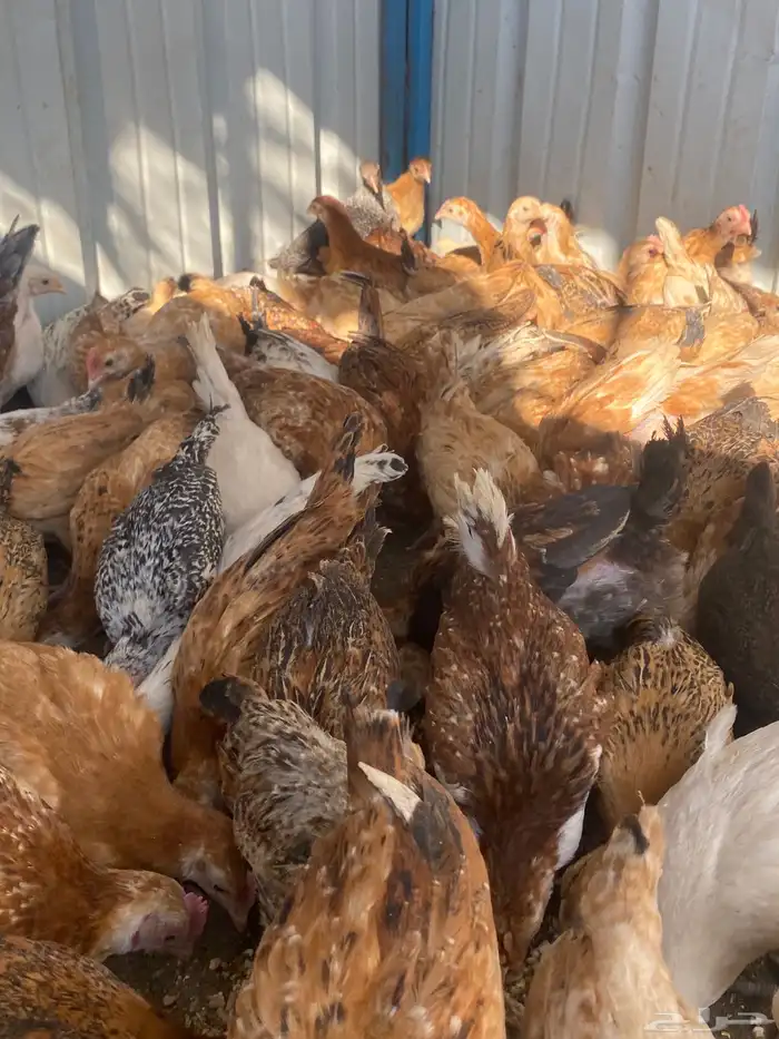 فراريج بلدي فواتح حمر 19