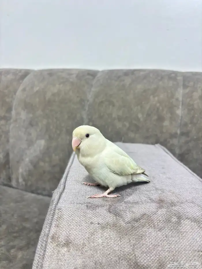 طير روز اليف هدد داخلي وخارجي السلامه شرط الطير لعووب نضيف 3