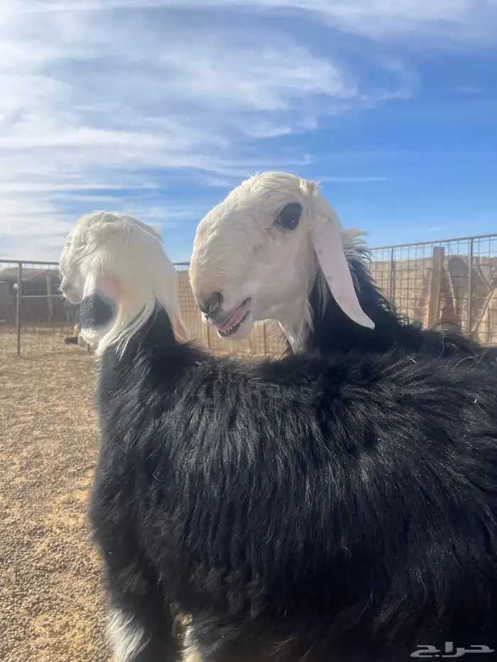 فحول نجد صنف الصنف 6