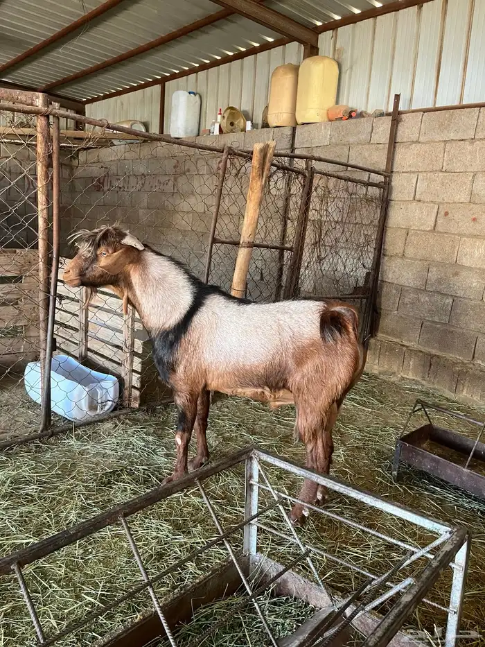 تيس فحل رباع 1