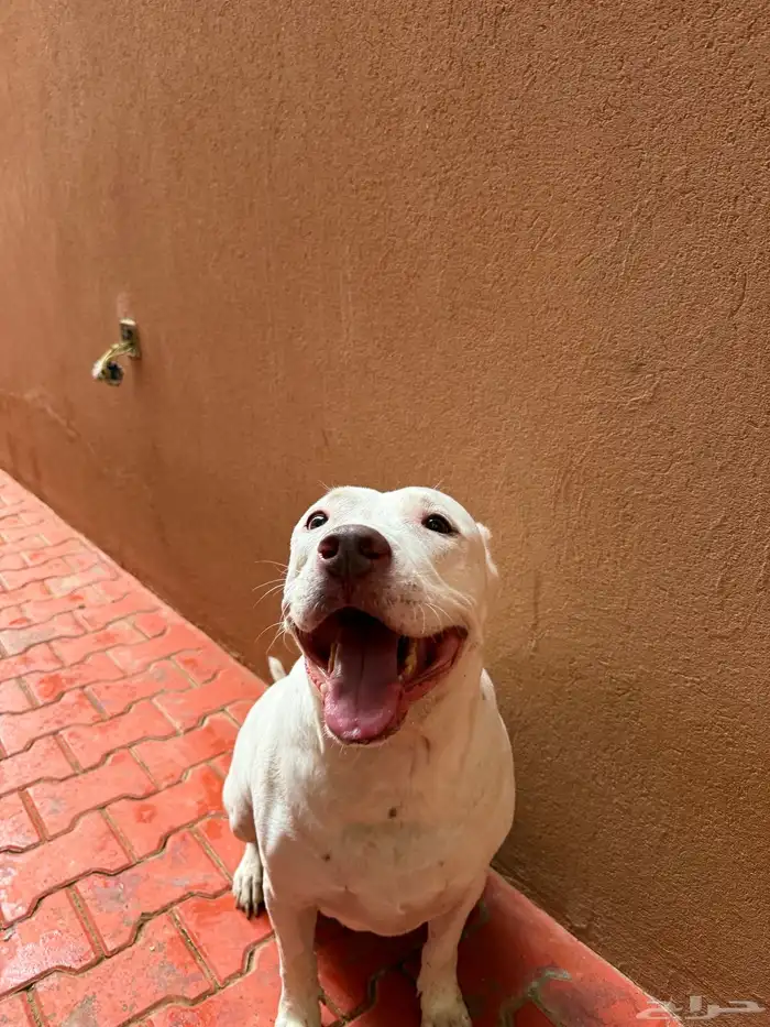 كلاب بيتبول للبيع مستوى رائع 2