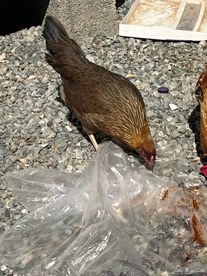 ديك بلدي نضيف يضرب مشاءالله تبارك الله اصيل 5