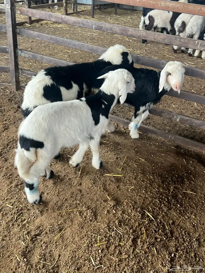 دواغير نجد طيبه 9