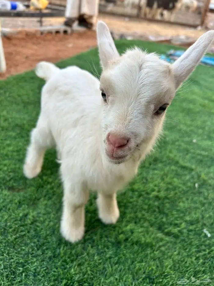 تيس قزمي للبيع 3