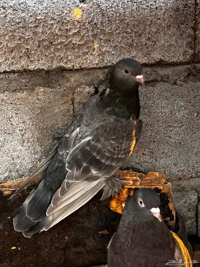 اتراك للبيع 17