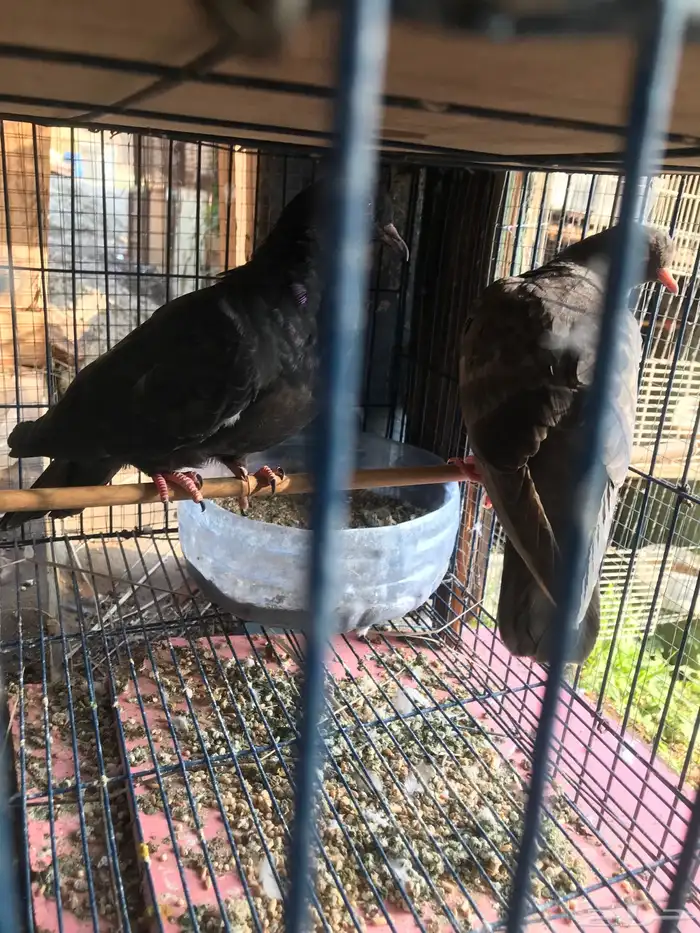 صنعاني اصيل شيبه وصوت ناعم وحجم صغير 12