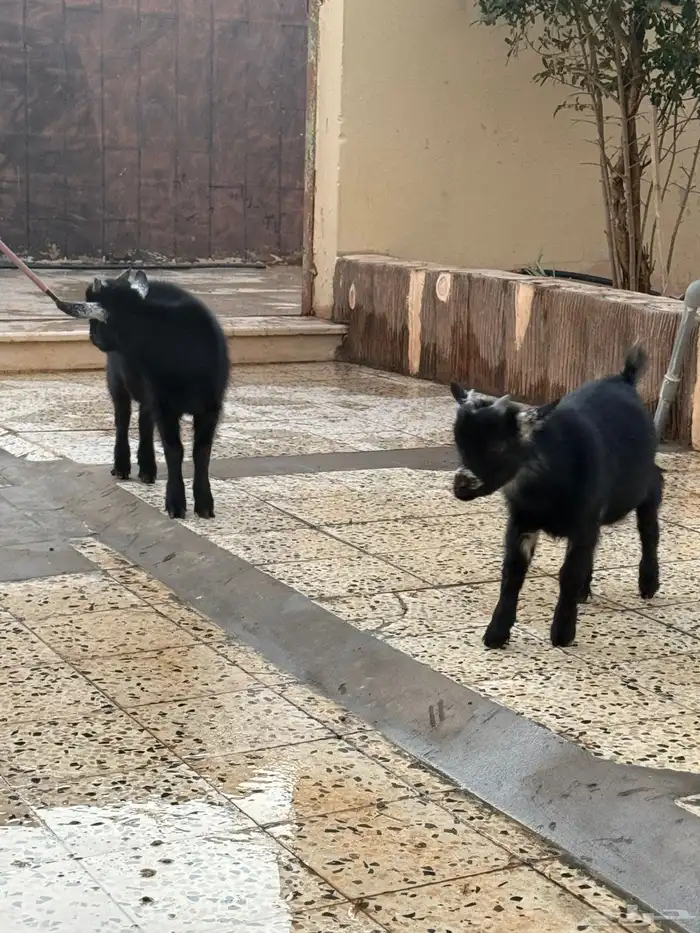 للبيع تيوس قزم 3