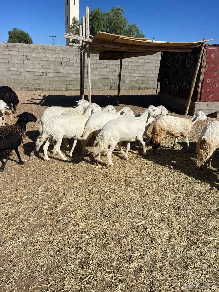 غنم مقاني صغار سن كفو 0