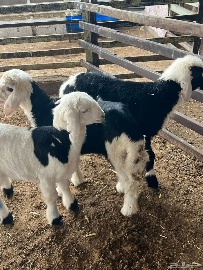 دواغير نجد طيبه 2