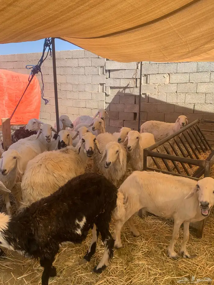 ضان اباكير متابيع 9