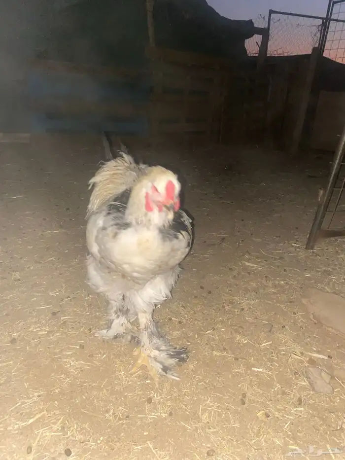 ديك براهما كلوبي 2