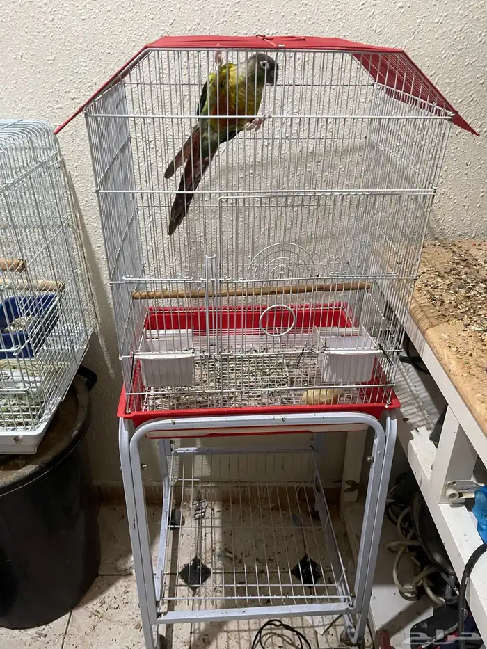 كنيور أنثى اليف هدد داخلي 8