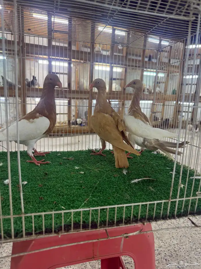 حمام زينه 11