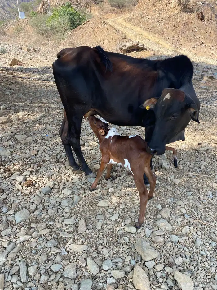 بقره منتوجه عليها تبيع 1