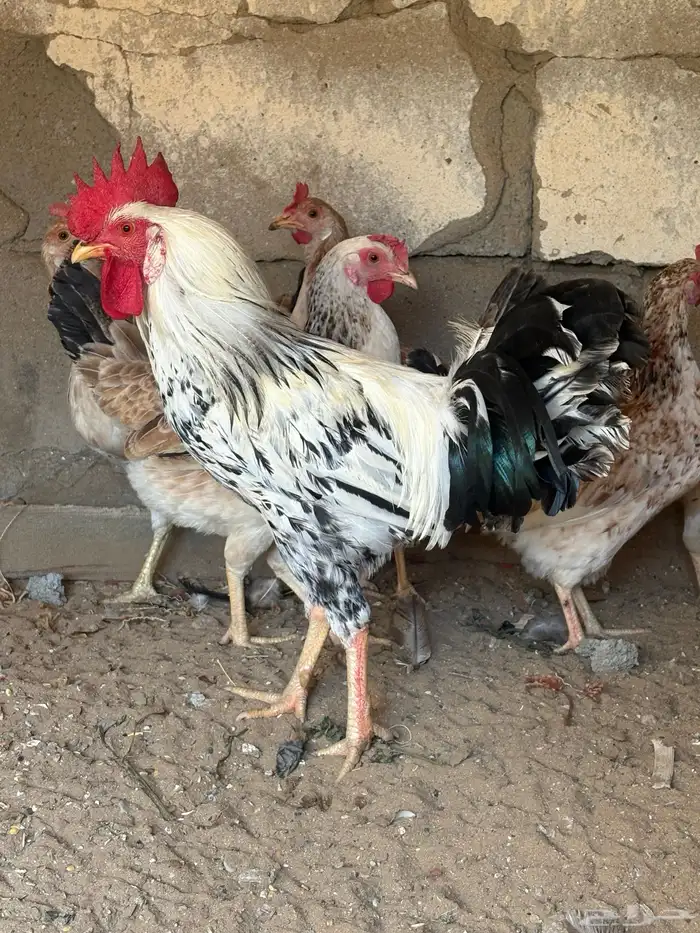 دجاج وديوك 1