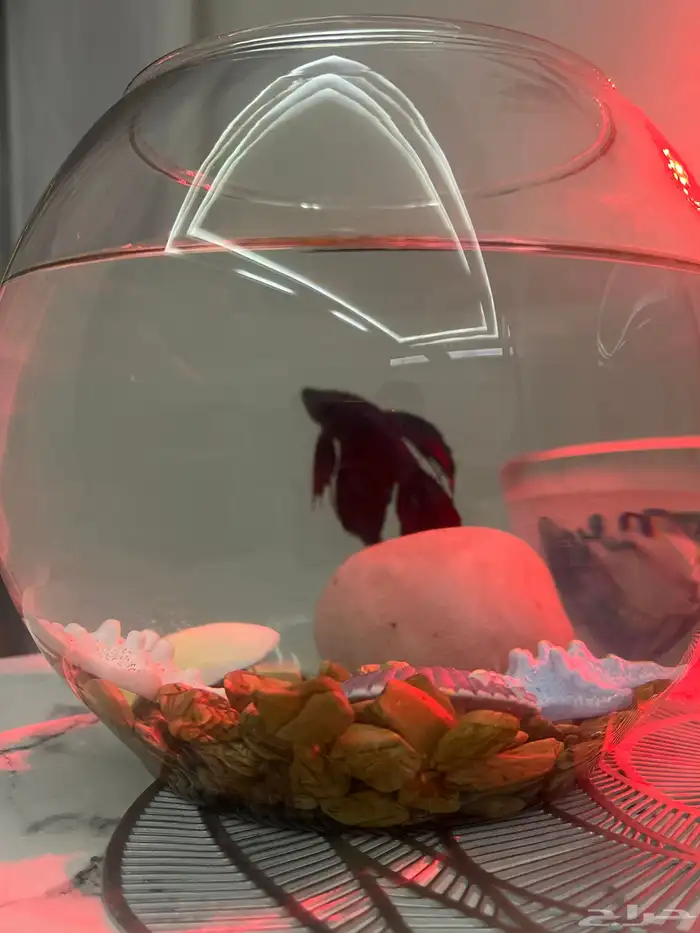 سمكه الفايتر 1